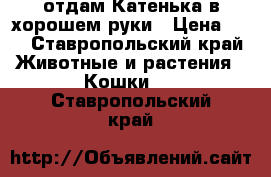 отдам Катенька в хорошем руки › Цена ­ 0 - Ставропольский край Животные и растения » Кошки   . Ставропольский край